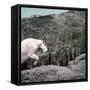 Mountain Goat Climbing Rocks in Glacier National Park, Montana-James White-Framed Stretched Canvas