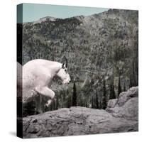 Mountain Goat Climbing Rocks in Glacier National Park, Montana-James White-Stretched Canvas