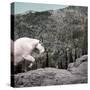 Mountain Goat Climbing Rocks in Glacier National Park, Montana-James White-Stretched Canvas