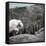 Mountain Goat Climbing Rocks in Glacier National Park, Montana-James White-Framed Stretched Canvas