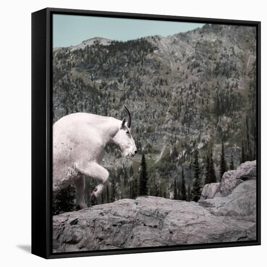 Mountain Goat Climbing Rocks in Glacier National Park, Montana-James White-Framed Stretched Canvas