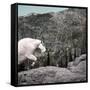 Mountain Goat Climbing Rocks in Glacier National Park, Montana-James White-Framed Stretched Canvas