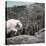 Mountain Goat Climbing Rocks in Glacier National Park, Montana-James White-Stretched Canvas