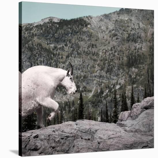 Mountain Goat Climbing Rocks in Glacier National Park, Montana-James White-Stretched Canvas