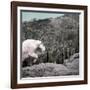 Mountain Goat Climbing Rocks in Glacier National Park, Montana-James White-Framed Premium Photographic Print