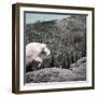 Mountain Goat Climbing Rocks in Glacier National Park, Montana-James White-Framed Photographic Print