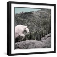 Mountain Goat Climbing Rocks in Glacier National Park, Montana-James White-Framed Photographic Print