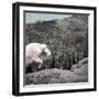 Mountain Goat Climbing Rocks in Glacier National Park, Montana-James White-Framed Photographic Print