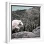 Mountain Goat Climbing Rocks in Glacier National Park, Montana-James White-Framed Photographic Print