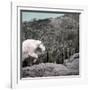 Mountain Goat Climbing Rocks in Glacier National Park, Montana-James White-Framed Photographic Print