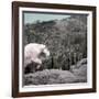 Mountain Goat Climbing Rocks in Glacier National Park, Montana-James White-Framed Photographic Print