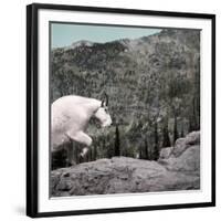 Mountain Goat Climbing Rocks in Glacier National Park, Montana-James White-Framed Photographic Print