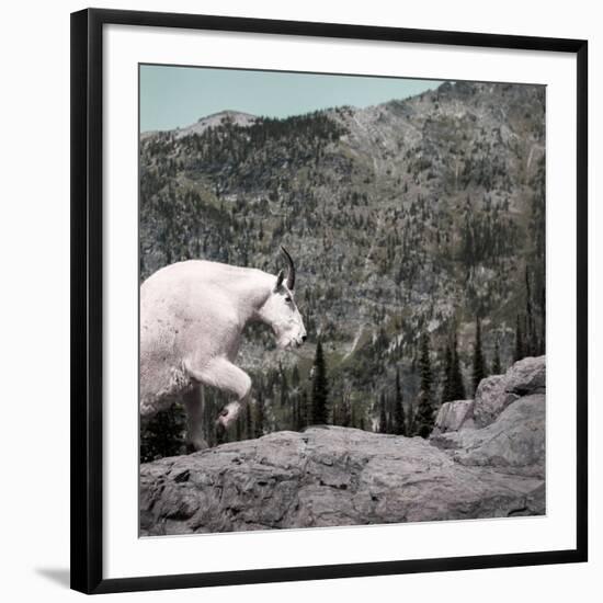 Mountain Goat Climbing Rocks in Glacier National Park, Montana-James White-Framed Photographic Print