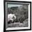 Mountain Goat Climbing Rocks in Glacier National Park, Montana-James White-Framed Photographic Print