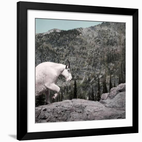 Mountain Goat Climbing Rocks in Glacier National Park, Montana-James White-Framed Photographic Print