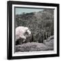 Mountain Goat Climbing Rocks in Glacier National Park, Montana-James White-Framed Photographic Print