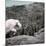 Mountain Goat Climbing Rocks in Glacier National Park, Montana-James White-Mounted Photographic Print