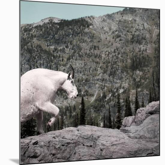 Mountain Goat Climbing Rocks in Glacier National Park, Montana-James White-Mounted Photographic Print