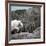 Mountain Goat Climbing Rocks in Glacier National Park, Montana-James White-Framed Photographic Print