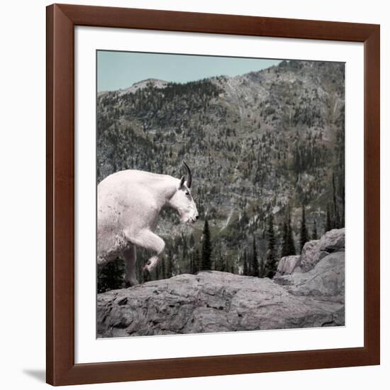 Mountain Goat Climbing Rocks in Glacier National Park, Montana-James White-Framed Photographic Print