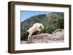 Mountain Goat Climbing Rocks in Glacier National Park, Montana-James White-Framed Photographic Print