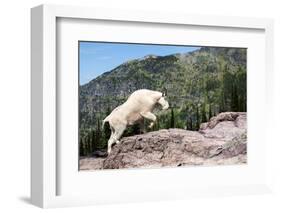 Mountain Goat Climbing Rocks in Glacier National Park, Montana-James White-Framed Photographic Print