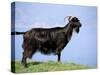 Mountain Goat, Corsica, France-Michael Busselle-Stretched Canvas