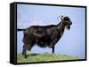 Mountain Goat, Corsica, France-Michael Busselle-Framed Stretched Canvas