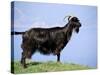 Mountain Goat, Corsica, France-Michael Busselle-Stretched Canvas