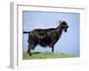 Mountain Goat, Corsica, France-Michael Busselle-Framed Photographic Print