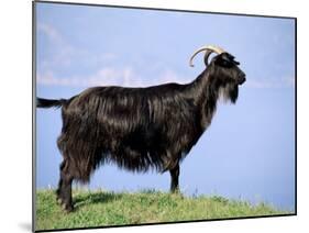 Mountain Goat, Corsica, France-Michael Busselle-Mounted Photographic Print