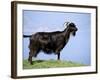 Mountain Goat, Corsica, France-Michael Busselle-Framed Photographic Print