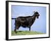 Mountain Goat, Corsica, France-Michael Busselle-Framed Photographic Print