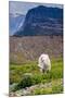 Mountain Goat Feeding , Glacier NP, UNESCO Near Kalispell, Montana-Howie Garber-Mounted Premium Photographic Print