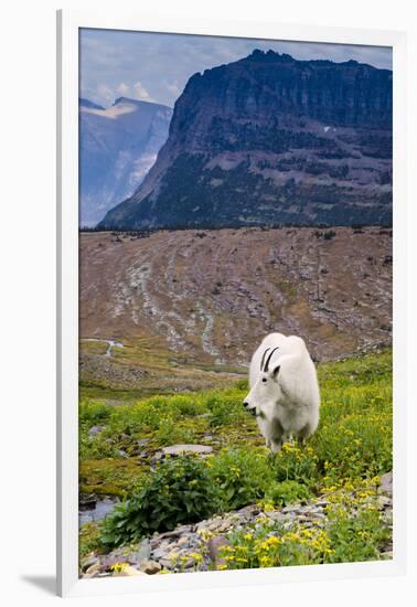 Mountain Goat Feeding , Glacier NP, UNESCO Near Kalispell, Montana-Howie Garber-Framed Photographic Print