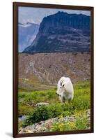 Mountain Goat Feeding , Glacier NP, UNESCO Near Kalispell, Montana-Howie Garber-Framed Photographic Print