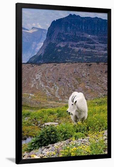 Mountain Goat Feeding , Glacier NP, UNESCO Near Kalispell, Montana-Howie Garber-Framed Photographic Print