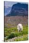 Mountain Goat Feeding , Glacier NP, UNESCO Near Kalispell, Montana-Howie Garber-Stretched Canvas