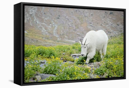 Mountain Goat Feeding , Glacier NP, UNESCO Near Kalispell, Montana-Howie Garber-Framed Stretched Canvas