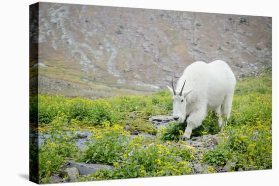 Mountain Goat Feeding , Glacier NP, UNESCO Near Kalispell, Montana-Howie Garber-Stretched Canvas