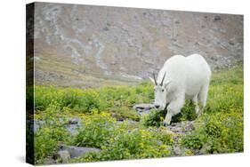 Mountain Goat Feeding , Glacier NP, UNESCO Near Kalispell, Montana-Howie Garber-Stretched Canvas