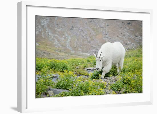 Mountain Goat Feeding , Glacier NP, UNESCO Near Kalispell, Montana-Howie Garber-Framed Photographic Print