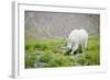 Mountain Goat Feeding , Glacier NP, UNESCO Near Kalispell, Montana-Howie Garber-Framed Photographic Print