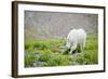 Mountain Goat Feeding , Glacier NP, UNESCO Near Kalispell, Montana-Howie Garber-Framed Photographic Print