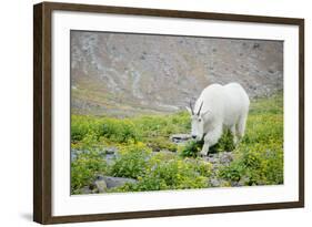 Mountain Goat Feeding , Glacier NP, UNESCO Near Kalispell, Montana-Howie Garber-Framed Photographic Print