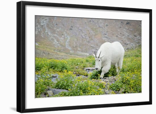 Mountain Goat Feeding , Glacier NP, UNESCO Near Kalispell, Montana-Howie Garber-Framed Photographic Print