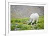 Mountain Goat Feeding , Glacier NP, UNESCO Near Kalispell, Montana-Howie Garber-Framed Photographic Print