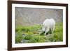 Mountain Goat Feeding , Glacier NP, UNESCO Near Kalispell, Montana-Howie Garber-Framed Photographic Print