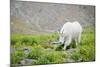 Mountain Goat Feeding , Glacier NP, UNESCO Near Kalispell, Montana-Howie Garber-Mounted Photographic Print