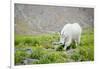 Mountain Goat Feeding , Glacier NP, UNESCO Near Kalispell, Montana-Howie Garber-Framed Photographic Print